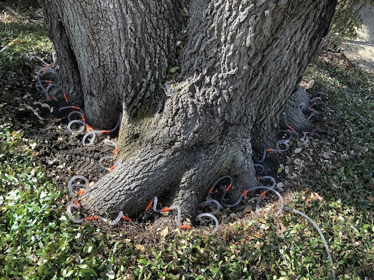 Detailed Tree Cabling and Bracing job site in Reevesville