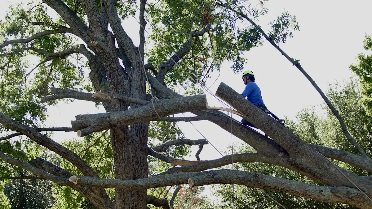 Professional Hazardous Tree Removal performed by certified arborists in Reevesville